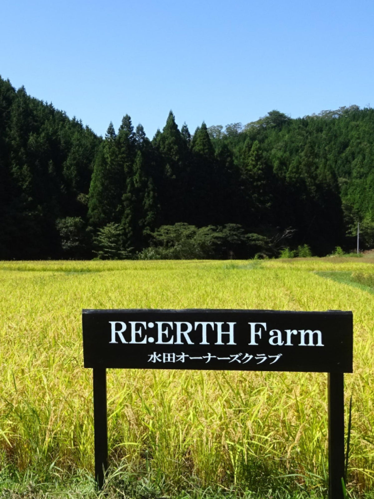 Premium Koshihikari Rice