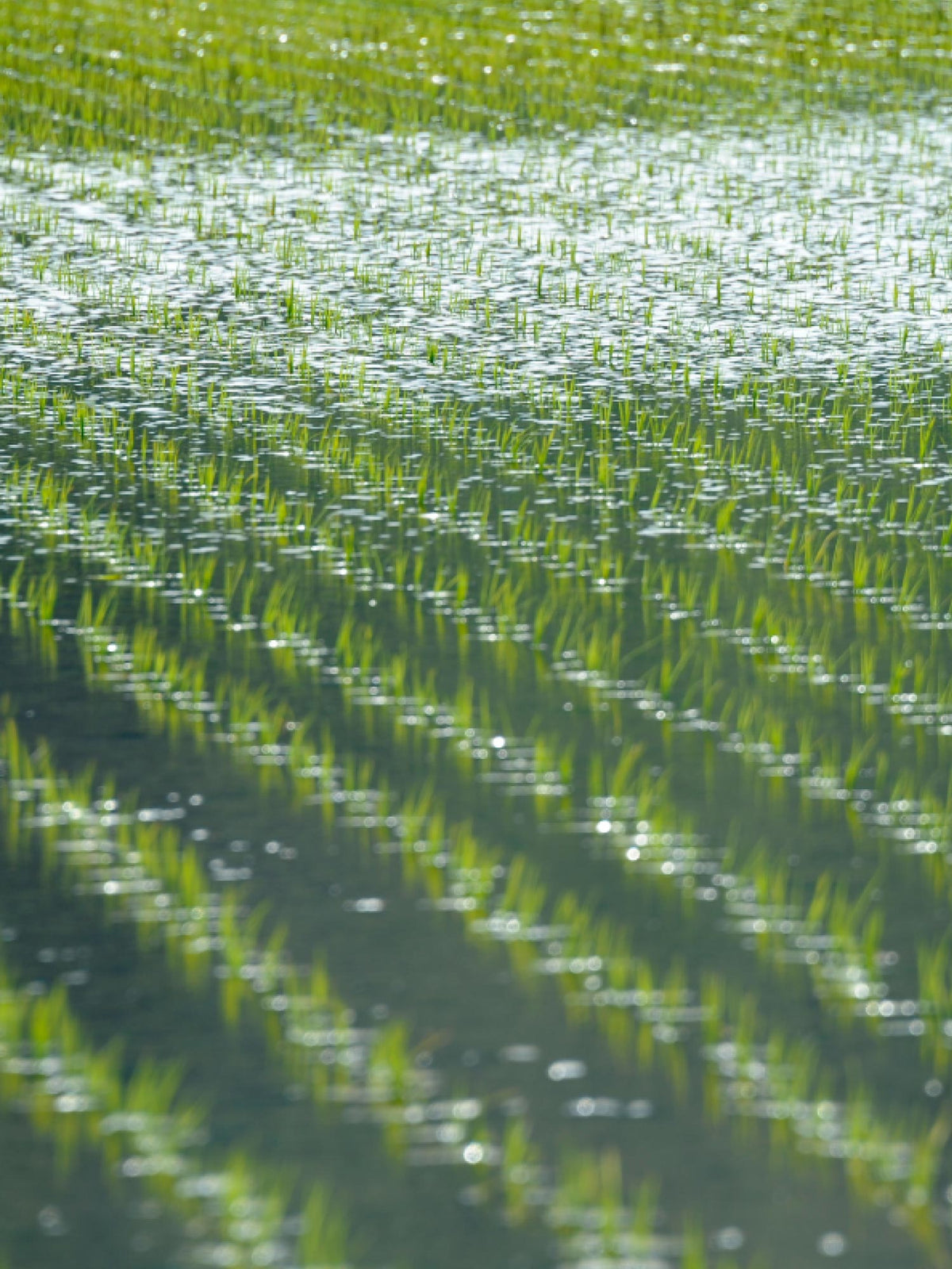 Premium Koshihikari Rice