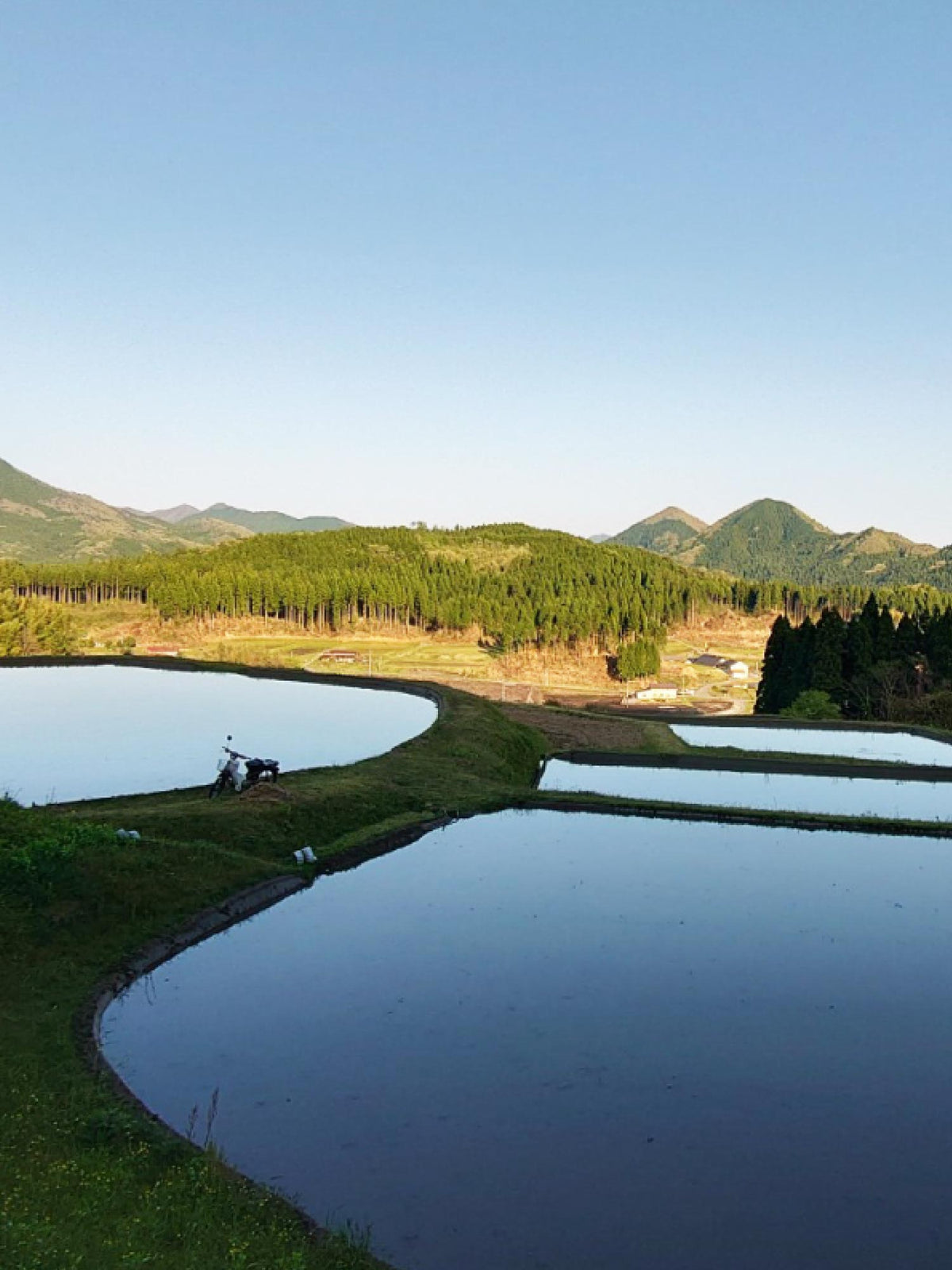 Premium Koshihikari Rice